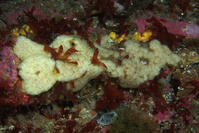 Botryllus_schlosseri_010_XL_k