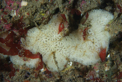 Botryllus_schlosseri_011_XL_k