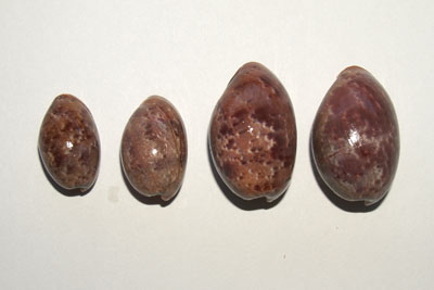 Bulla_striata_501_XL_k