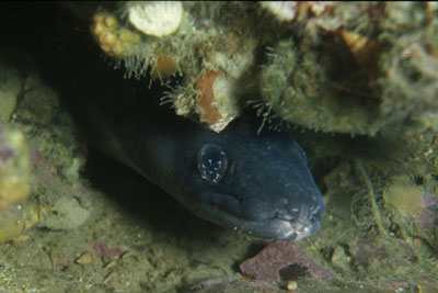 Caligus_spec_001_XL_k