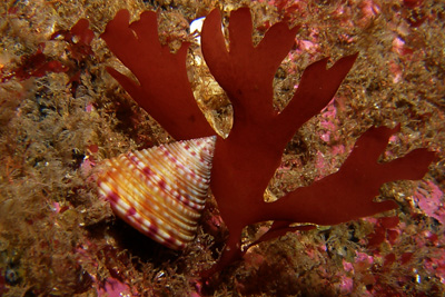 Calliostoma_zizyphinum001_XL_k