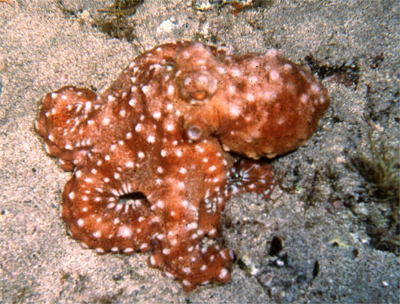 Callistoctopus_macropus_902_XL_k