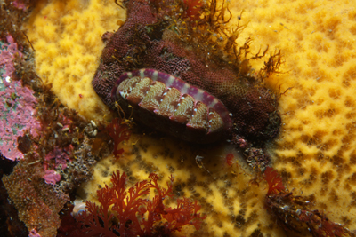 Callochiton_septemvalvis_001_XL_k02