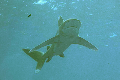 Carcharhinus_longimanus_03_XL_k