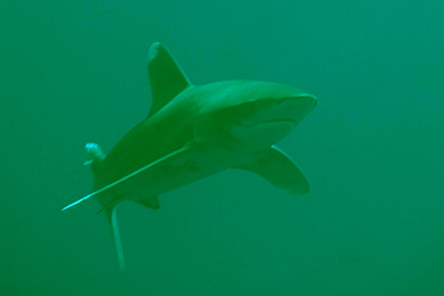 Carcharhinus_longimanus_06_XL_k