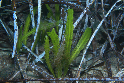 Caulerpa_taxifolia_001_XL_k