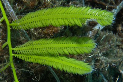 Caulerpa_taxifolia_012_XL_k