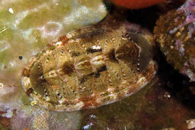 Chiton_olivaceus_rb_001_XL_k