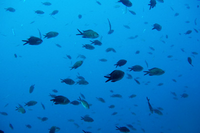Chromis_chromis_007_XL_k