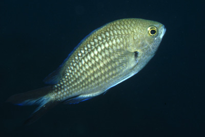 Chromis_chromis_903_XL_k