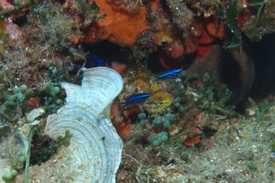 Chromis_chromis_juv_005_XL_k