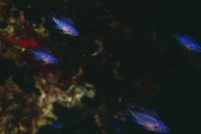 Chromis_chromis_juv_901_XL_k
