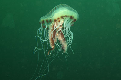 Chrysaora_hysoscella_009_XL_k