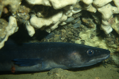 Conger_conger_903_XL_k