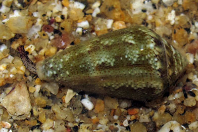 Conus_ventricosus_rb_001_XL_k