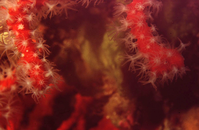 Corallum_rubrum_902_XL_k