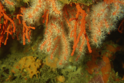 Corallum_rubrum_905_XL_k