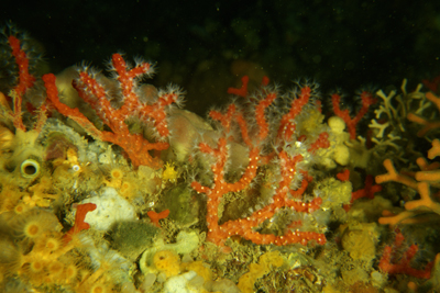 Corallum_rubrum_906_XL_k