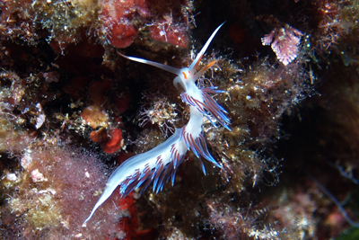 Cratena_peregrina_011_XL_k