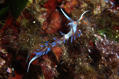Cratena_peregrina_013_XL_k