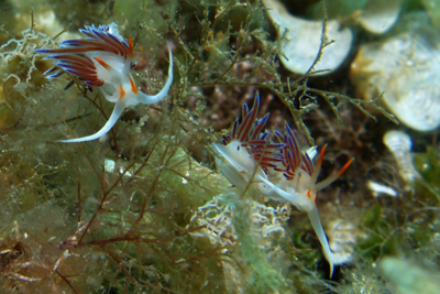 Cratena_peregrina_036_XL_k02