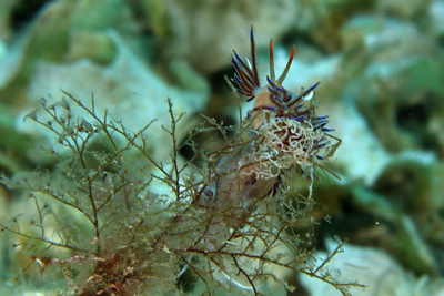 Cratena_peregrina_043_XL_k