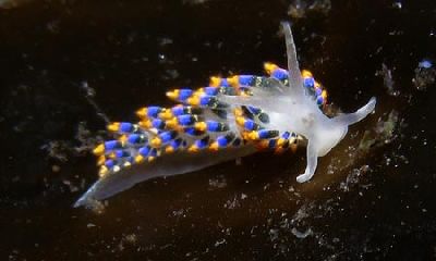 Cuthona_caerulea_2_k
