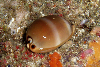 Cyprea_lurida_002_XL_k