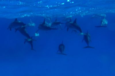 Delphinus delphis_021_XL_k