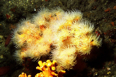 Dendrophyllia_cornigera_901_XL_k