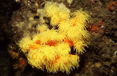 Dendrophyllia_cornigera_902_XL_k