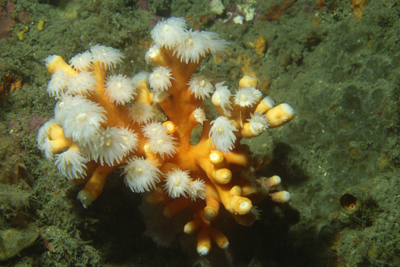 Dendrophyllia_ramea_904_XL_k