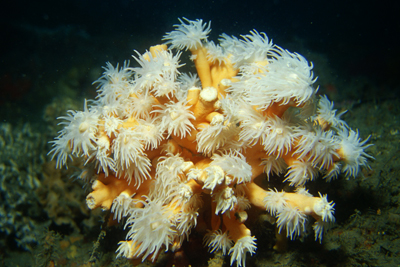 Dendrophyllia_ramea_906_XL_k