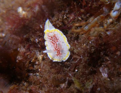 Diaphorodoris_luteocincta1_k