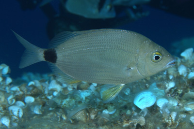 Diplodus_annularis_001_XL_k