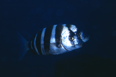 Diplodus_cervinus_901_XL_k
