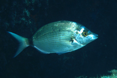 Diplodus_puntazzo_004_XL_k