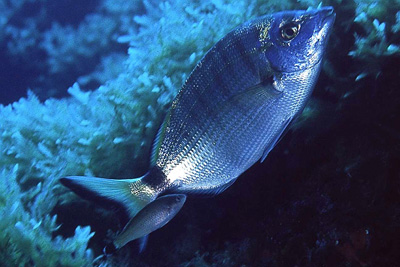 Diplodus_puntazzo_901_XL_k