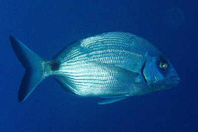 Diplodus_sargus_005_XL_k