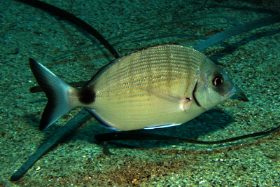 Diplodus_sargus_014_XL_k