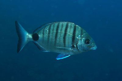 Diplodus_sargus_505_XL_k