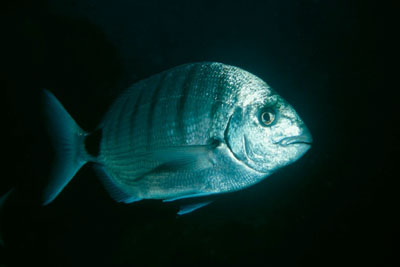 Diplodus_sargus_901__XL_k