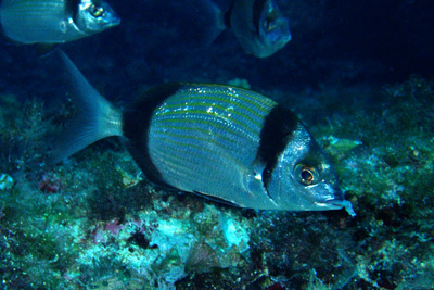 Diplodus_vulgaris_008_XL_k