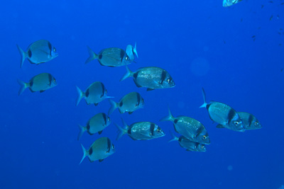 Diplodus_vulgaris_042_XL_k