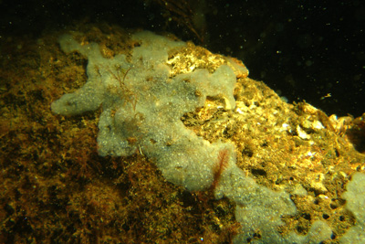 Diplosoma_spongiforme02_XL_k