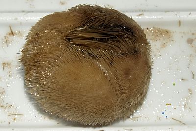 Echinocardium_flavescens_oben_XL_k Echinocardium_flavescens_oben_XL_k