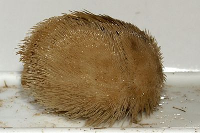 Echinocardium_flavescens_rechts_XL_k Echinocardium_flavescens_rechts_XL_k