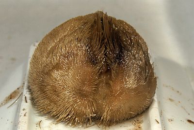 Echinocardium_flavescens_vorn_XL_k Echinocardium_flavescens_vorn_XL_k