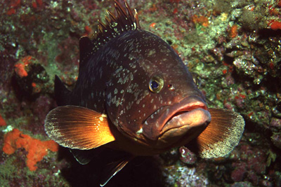 Epinephelus_marginatus_902_XL_k