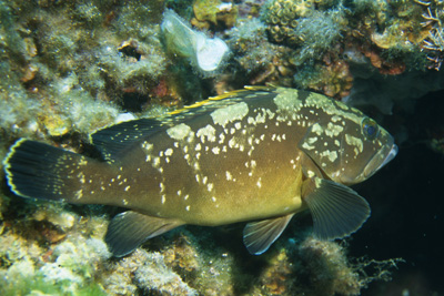 Epinephelus_marginatus_903_XL_k